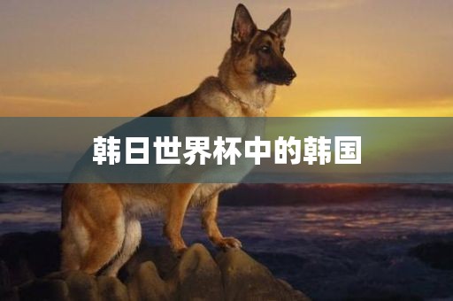 韩日世界杯中的韩国眉山市正发家政服务有限公司