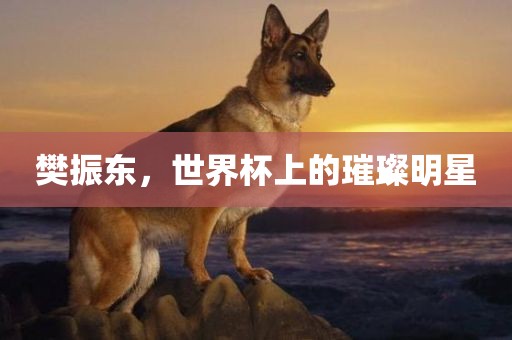樊振东，世界杯上的璀璨明星